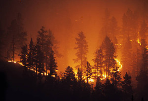 3.000 Warga Diungsikan Akibat Kebakaran Hutan di Tenerife Spanyol