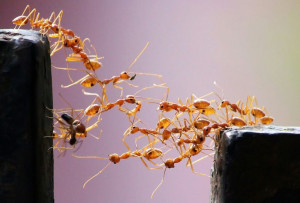 Ini 5 Cara Atasi Serbuan Semut di Rumah Tanpa Bahan Kimia