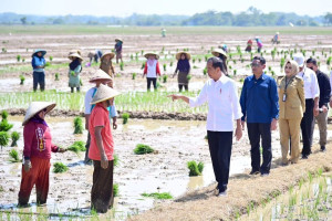 Jokowi Dorong Petani Tanam Padi di Awal Tahun untuk Tingkatkan Produksi Beras