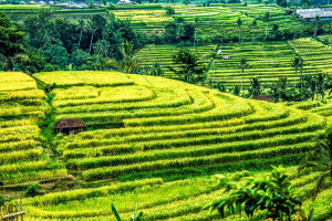 UNESCO dan Indonesia Berkomitmen Pertahankan Kelestarian Subak Sebagai Warisan Budaya Dunia