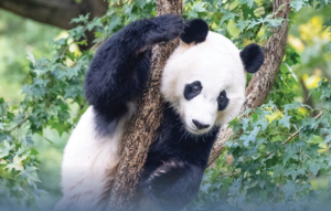 Dua Panda Hadir di Smithsonian National Zoo Washington