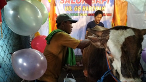 Kreatif! Lapak Penjual Hewan Kurban di Tanjung Priok Sediakan Layanan Salon dan Cash Back untuk Pembeli