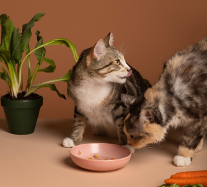 Hindari 5 Tanaman Ini di Rumah Jika Kamu Pencinta Kucing
