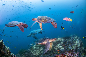 Novotel Umumkan Ocean Protection Partnership dengan WWF