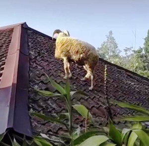 Domba Kabur dan Nyangkut di Atap Rumah Warga 