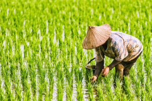 Kurs Rupiah Melemah, Saatnya Perkuat Subtitusi Impor Agro