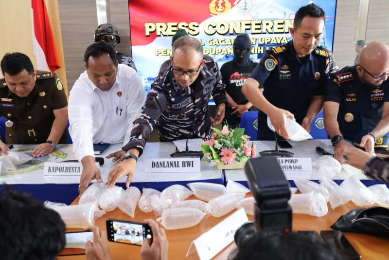 TNI AL Gagalkan Penyelundupan 9.244 Ekor Benih Bening Lobster di Banyuwangi