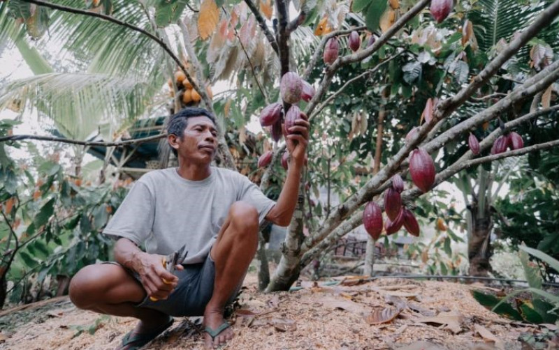 Harga Kakao Melambung Tinggi, Petani Bali Happy