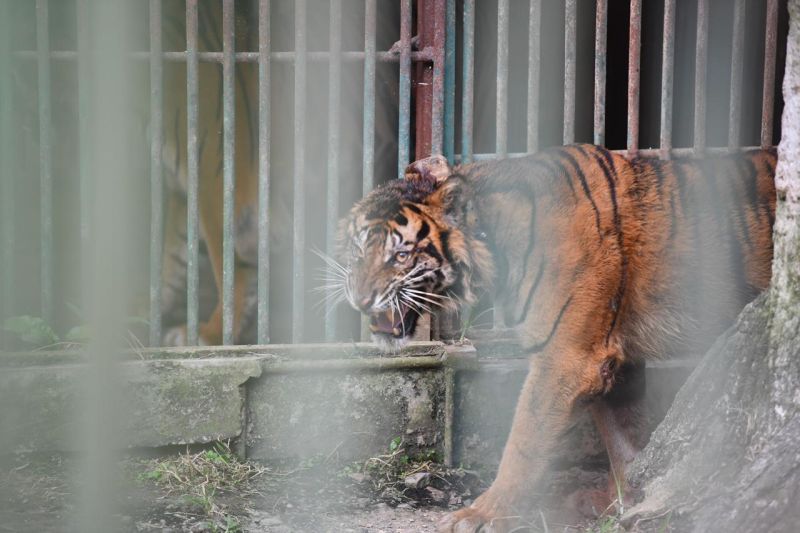 Harimau "Puti Malabin" Dilepasliarkan ke Habitat Alami di Sumbar